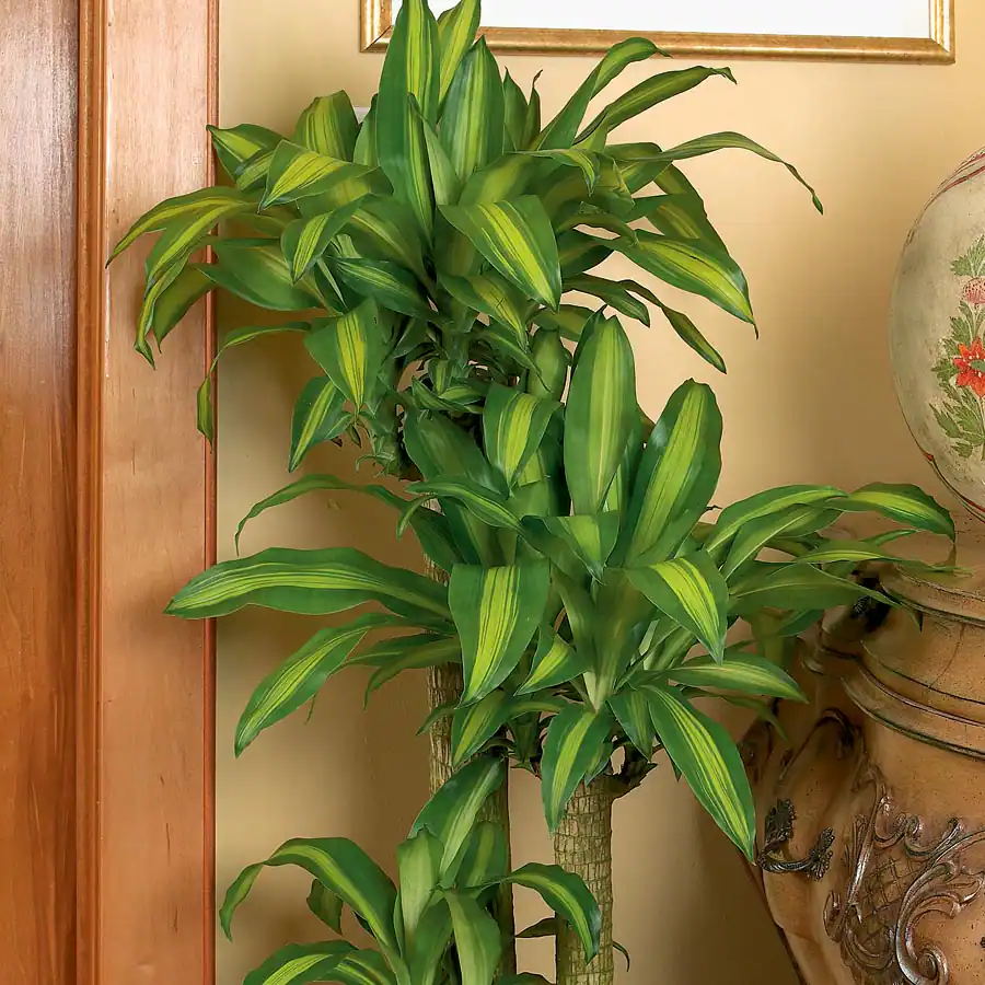 How do you bring a dracaena back to life