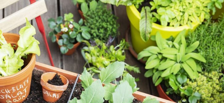 What are the best money saving garden plants?