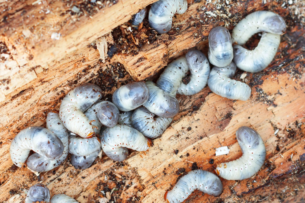 Eliminate Chafer Grubs