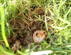 How do you get rid of chafer grubs?