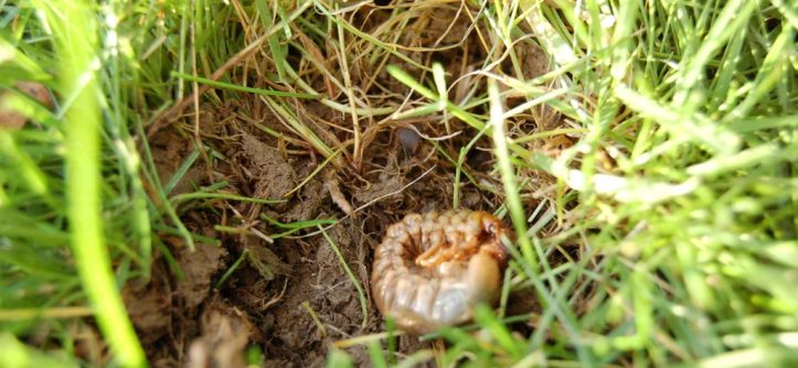 How do you get rid of chafer grubs?