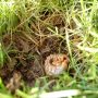 How do you get rid of chafer grubs?